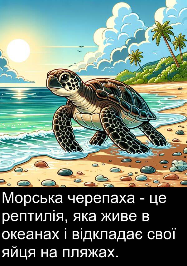 живе: Морська черепаха - це рептилія, яка живе в океанах і відкладає свої яйця на пляжах.