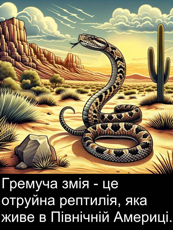 живе: Гремуча змія - це отруйна рептилія, яка живе в Північній Америці.