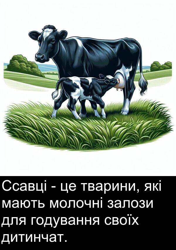 залози: Ссавці - це тварини, які мають молочні залози для годування своїх дитинчат.