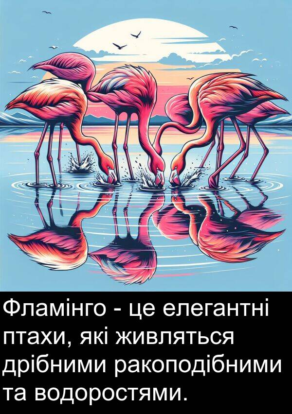 живляться: Фламінго - це елегантні птахи, які живляться дрібними ракоподібними та водоростями.