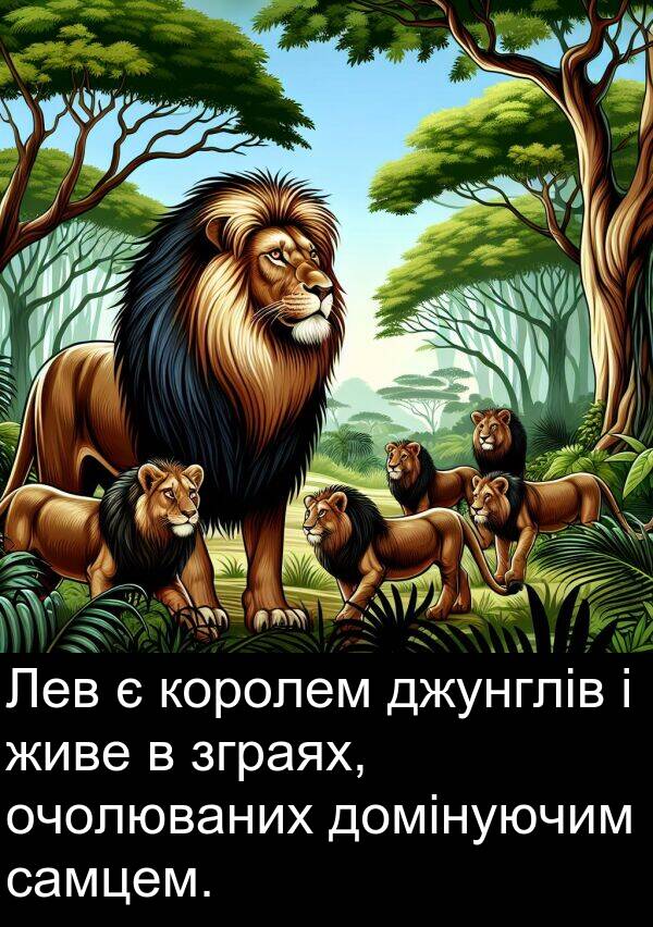 живе: Лев є королем джунглів і живе в зграях, очолюваних домінуючим самцем.
