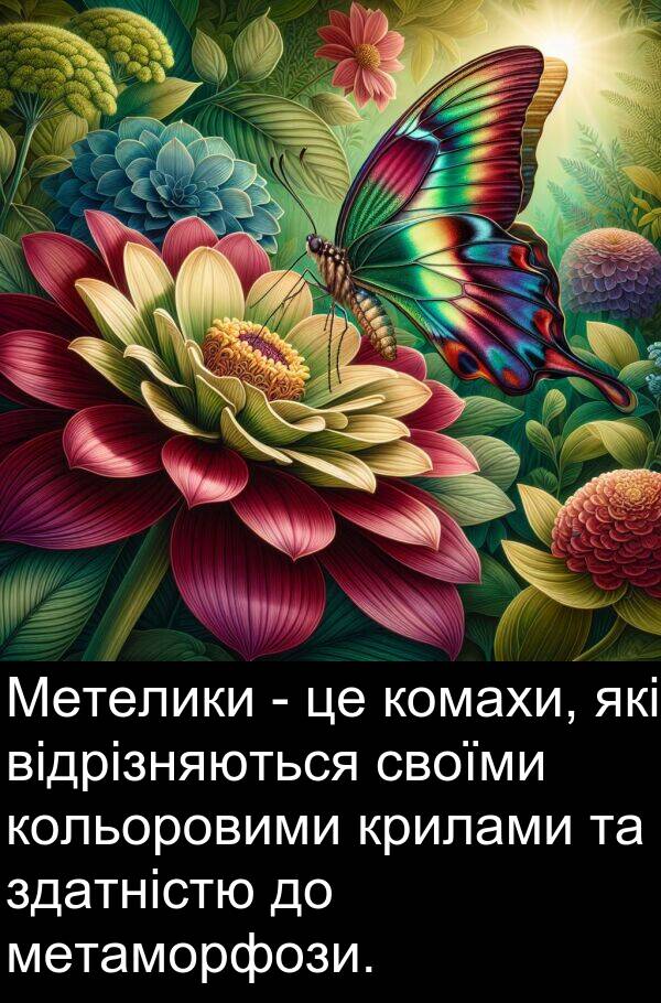 своїми: Метелики - це комахи, які відрізняються своїми кольоровими крилами та здатністю до метаморфози.