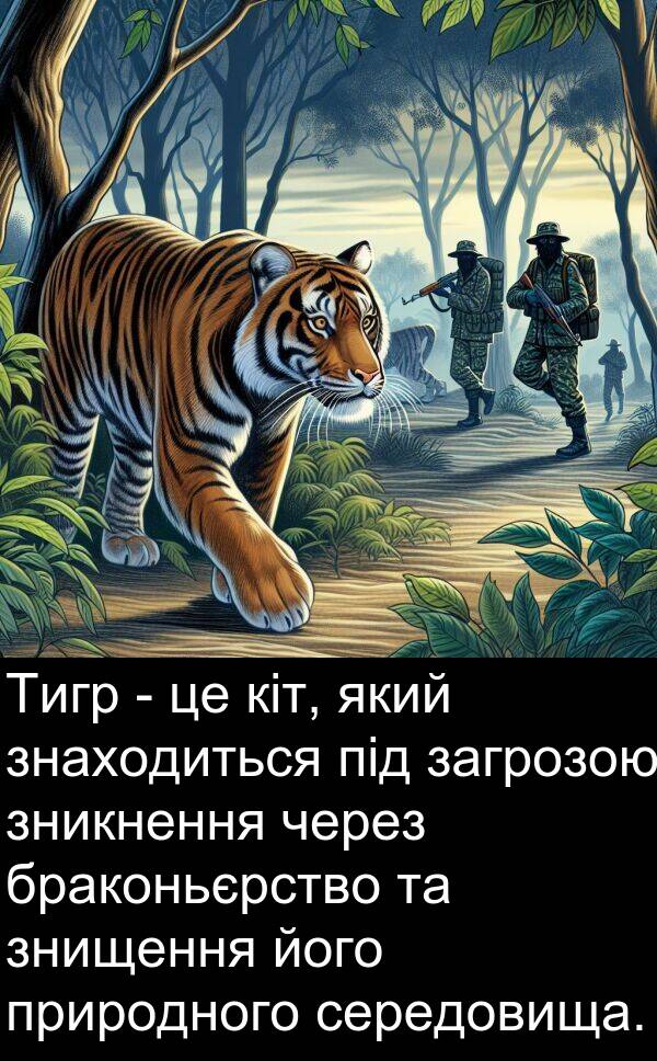 кіт: Тигр - це кіт, який знаходиться під загрозою зникнення через браконьєрство та знищення його природного середовища.