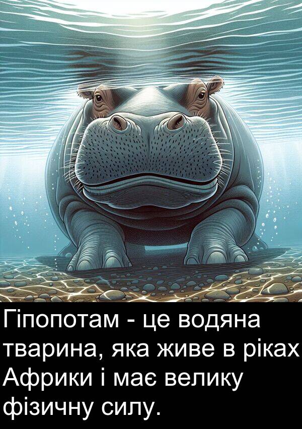 живе: Гіпопотам - це водяна тварина, яка живе в ріках Африки і має велику фізичну силу.
