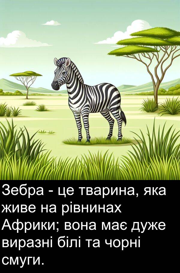 живе: Зебра - це тварина, яка живе на рівнинах Африки; вона має дуже виразні білі та чорні смуги.