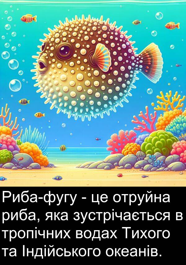 океанів: Риба-фугу - це отруйна риба, яка зустрічається в тропічних водах Тихого та Індійського океанів.