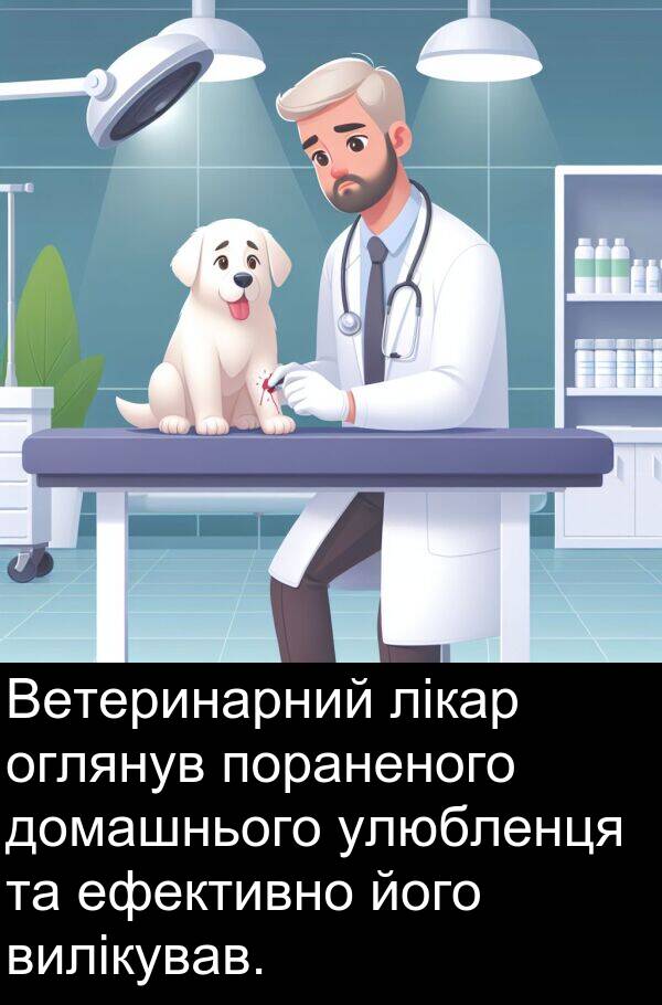 улюбленця: Ветеринарний лікар оглянув пораненого домашнього улюбленця та ефективно його вилікував.