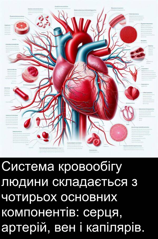 людини: Система кровообігу людини складається з чотирьох основних компонентів: серця, артерій, вен і капілярів.