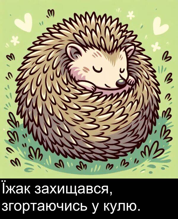 кулю: Їжак захищався, згортаючись у кулю.