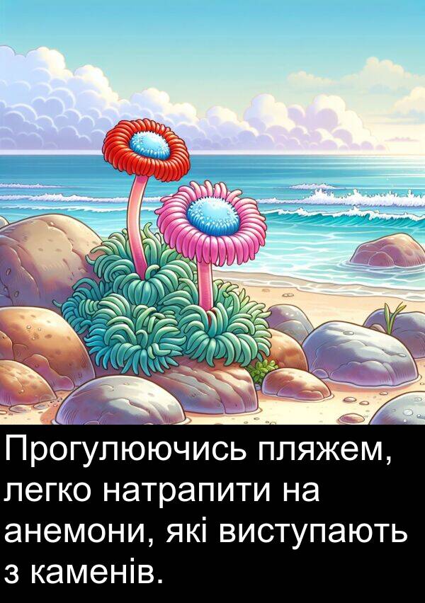 легко: Прогулюючись пляжем, легко натрапити на анемони, які виступають з каменів.