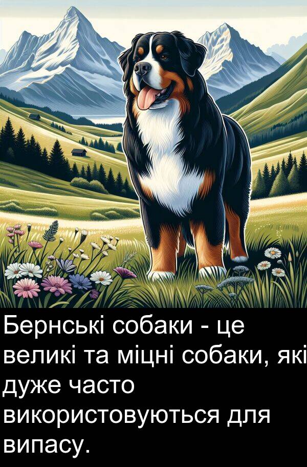 великі: Бернські собаки - це великі та міцні собаки, які дуже часто використовуються для випасу.