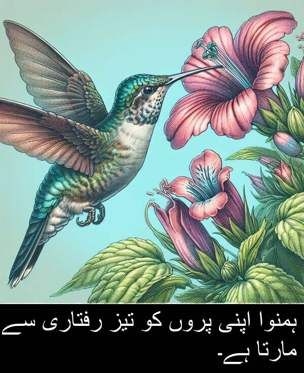 مارتا: ہمنوا اپنی پروں کو تیز رفتاری سے مارتا ہے۔
