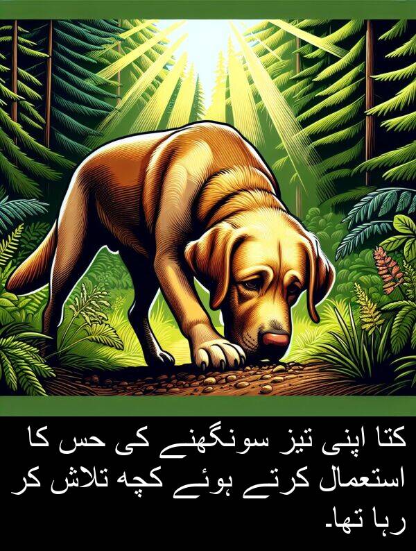 کتا: کتا اپنی تیز سونگھنے کی حس کا استعمال کرتے ہوئے کچھ تلاش کر رہا تھا۔