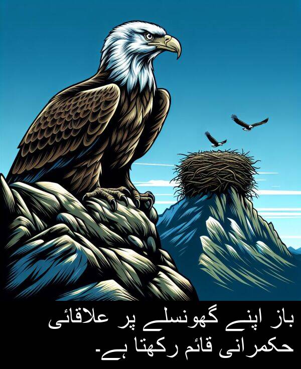 گھونسلے: باز اپنے گھونسلے پر علاقائی حکمرانی قائم رکھتا ہے۔