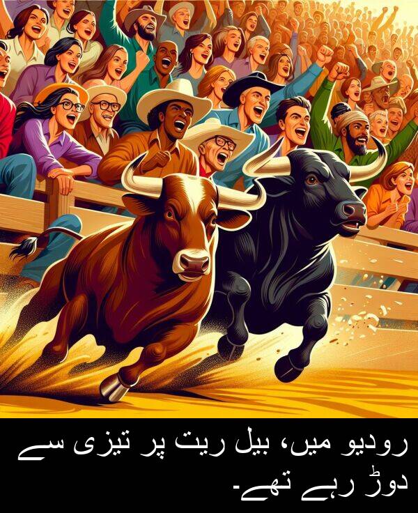 میں،: رودیو میں، بیل ریت پر تیزی سے دوڑ رہے تھے۔