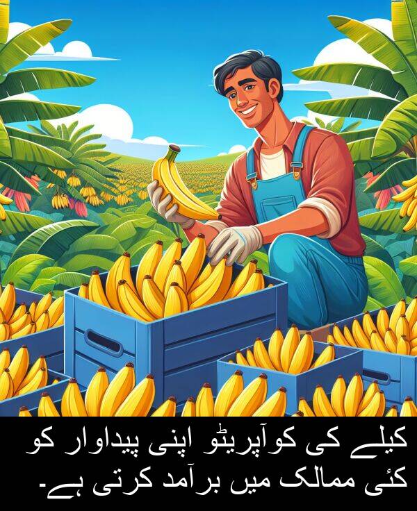 ممالک: کیلے کی کوآپریٹو اپنی پیداوار کو کئی ممالک میں برآمد کرتی ہے۔