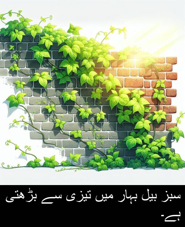 بہار: سبز بیل بہار میں تیزی سے بڑھتی ہے۔