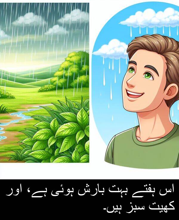 کھیت: اس ہفتے بہت بارش ہوئی ہے، اور کھیت سبز ہیں۔