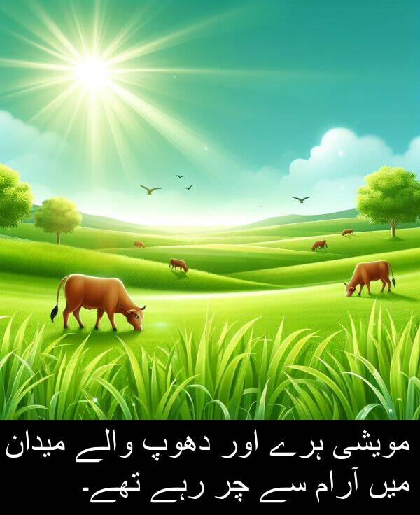 والے: مویشی ہرے اور دھوپ والے میدان میں آرام سے چر رہے تھے۔