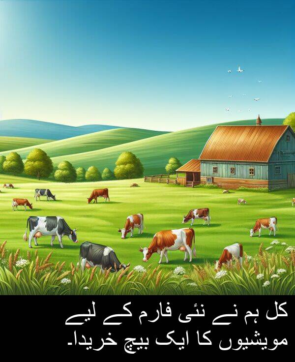 مویشیوں: کل ہم نے نئی فارم کے لیے مویشیوں کا ایک بیچ خریدا۔