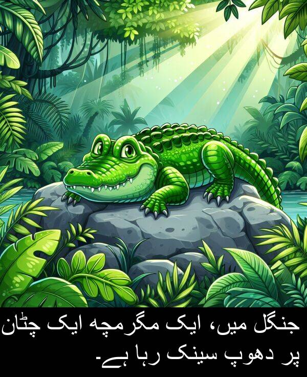 جنگل: جنگل میں، ایک مگرمچھ ایک چٹان پر دھوپ سینک رہا ہے۔