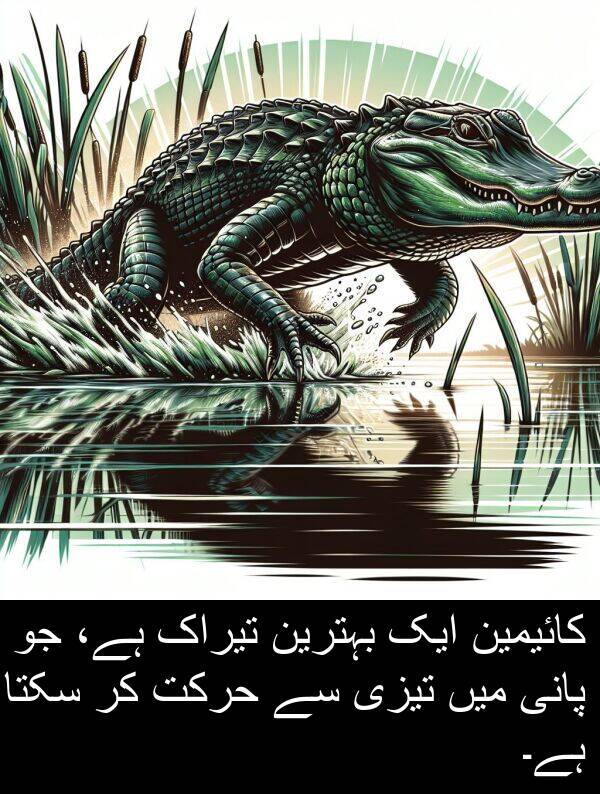 بہترین: کائیمین ایک بہترین تیراک ہے، جو پانی میں تیزی سے حرکت کر سکتا ہے۔