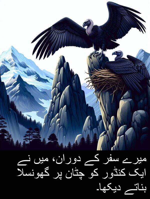 گھونسلا: میرے سفر کے دوران، میں نے ایک کنڈور کو چٹان پر گھونسلا بناتے دیکھا۔