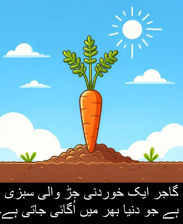 خوردنی: گاجر ایک خوردنی جڑ والی سبزی ہے جو دنیا بھر میں اُگائی جاتی ہے۔