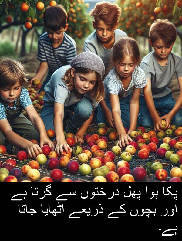 جاتا: پکا ہوا پھل درختوں سے گرتا ہے اور بچوں کے ذریعے اٹھایا جاتا ہے۔