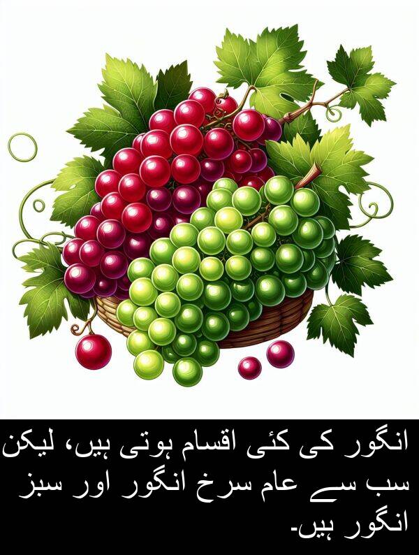عام: انگور کی کئی اقسام ہوتی ہیں، لیکن سب سے عام سرخ انگور اور سبز انگور ہیں۔