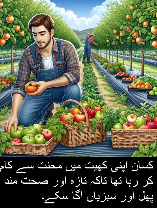 محنت: کسان اپنی کھیت میں محنت سے کام کر رہا تھا تاکہ تازہ اور صحت مند پھل اور سبزیاں اگا سکے۔