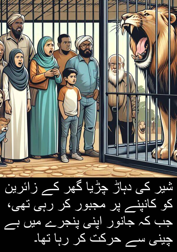 چڑیا: شیر کی دہاڑ چڑیا گھر کے زائرین کو کانپنے پر مجبور کر رہی تھی، جب کہ جانور اپنی پنجرے میں بے چینی سے حرکت کر رہا تھا۔