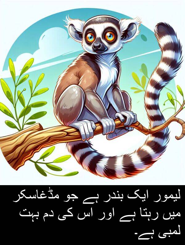 مڈغاسکر: لیمور ایک بندر ہے جو مڈغاسکر میں رہتا ہے اور اس کی دم بہت لمبی ہے۔