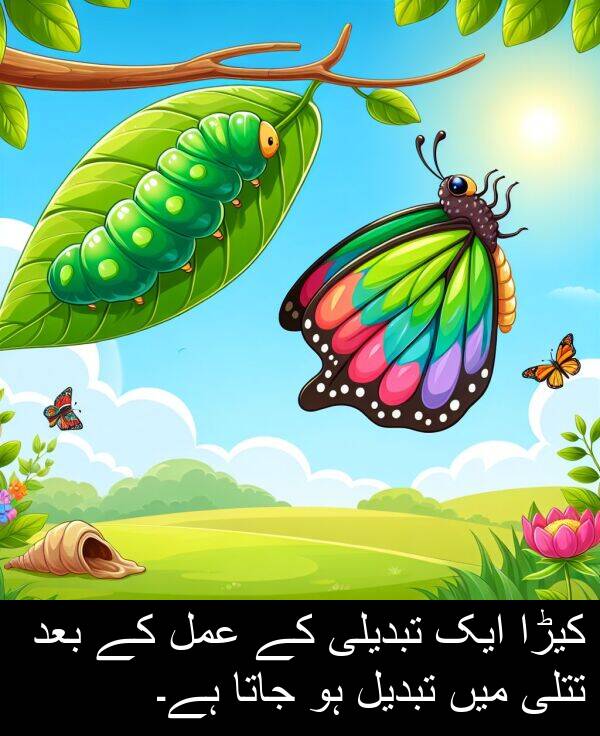 تبدیل: کیڑا ایک تبدیلی کے عمل کے بعد تتلی میں تبدیل ہو جاتا ہے۔