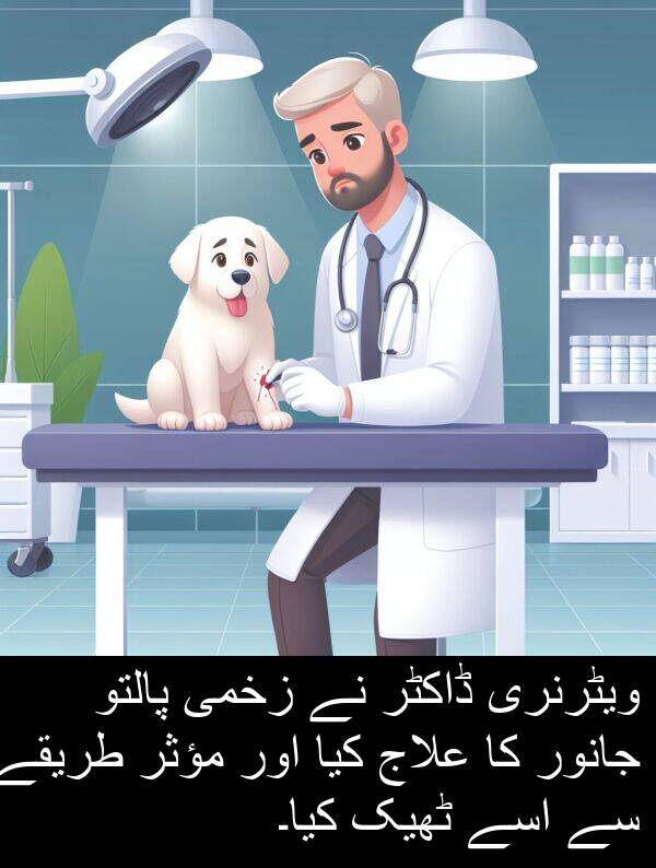 طریقے: ویٹرنری ڈاکٹر نے زخمی پالتو جانور کا علاج کیا اور مؤثر طریقے سے اسے ٹھیک کیا۔