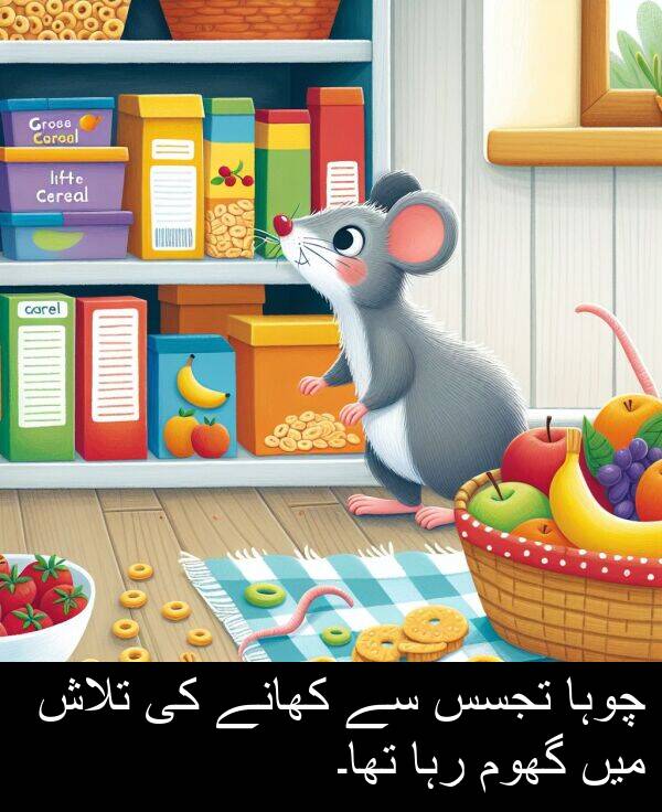 کھانے: چوہا تجسس سے کھانے کی تلاش میں گھوم رہا تھا۔
