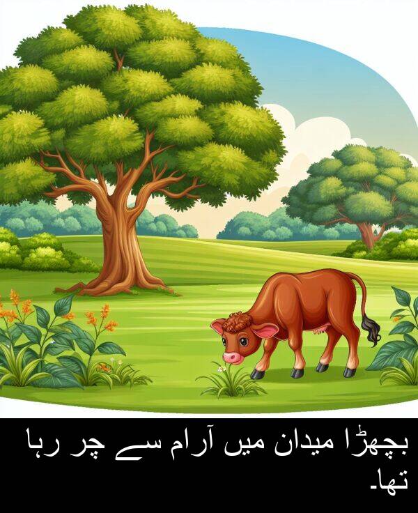 بچھڑا: بچھڑا میدان میں آرام سے چر رہا تھا۔