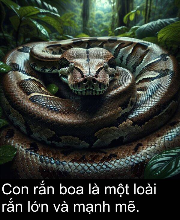 mẽ: Con rắn boa là một loài rắn lớn và mạnh mẽ.