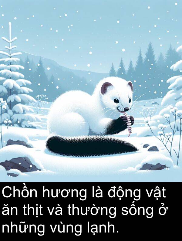 thịt: Chồn hương là động vật ăn thịt và thường sống ở những vùng lạnh.