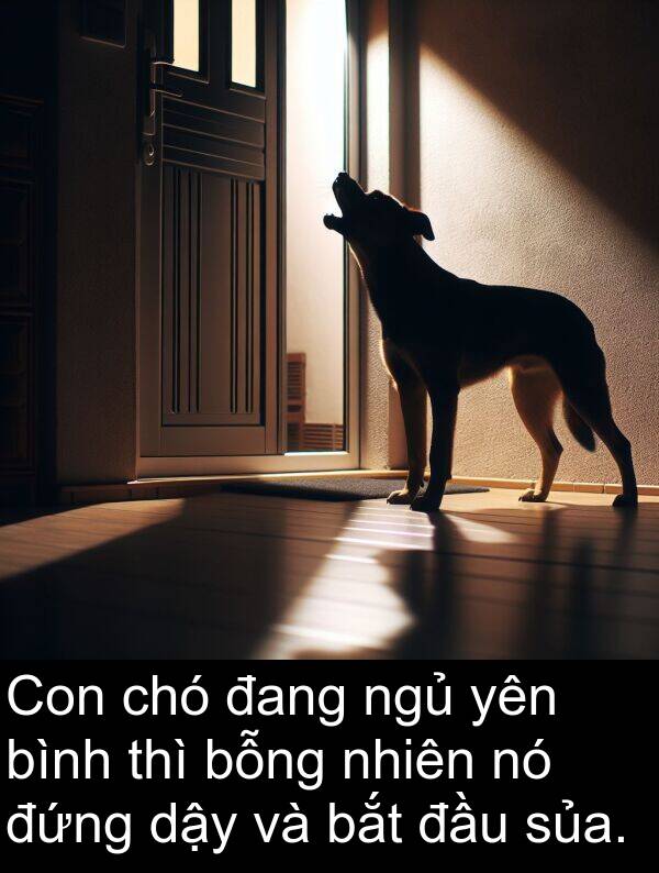 đứng: Con chó đang ngủ yên bình thì bỗng nhiên nó đứng dậy và bắt đầu sủa.