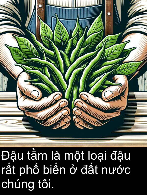 phổ: Đậu tằm là một loại đậu rất phổ biến ở đất nước chúng tôi.