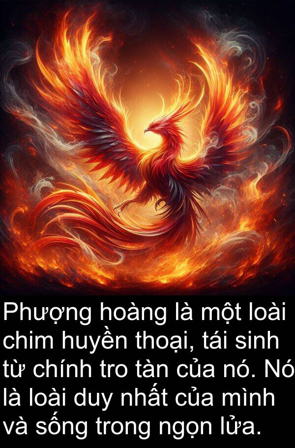 huyền: Phượng hoàng là một loài chim huyền thoại, tái sinh từ chính tro tàn của nó. Nó là loài duy nhất của mình và sống trong ngọn lửa.