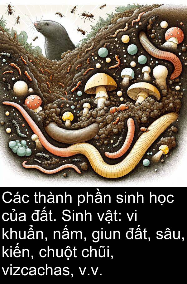 chuột: Các thành phần sinh học của đất. Sinh vật: vi khuẩn, nấm, giun đất, sâu, kiến, chuột chũi, vizcachas, v.v.