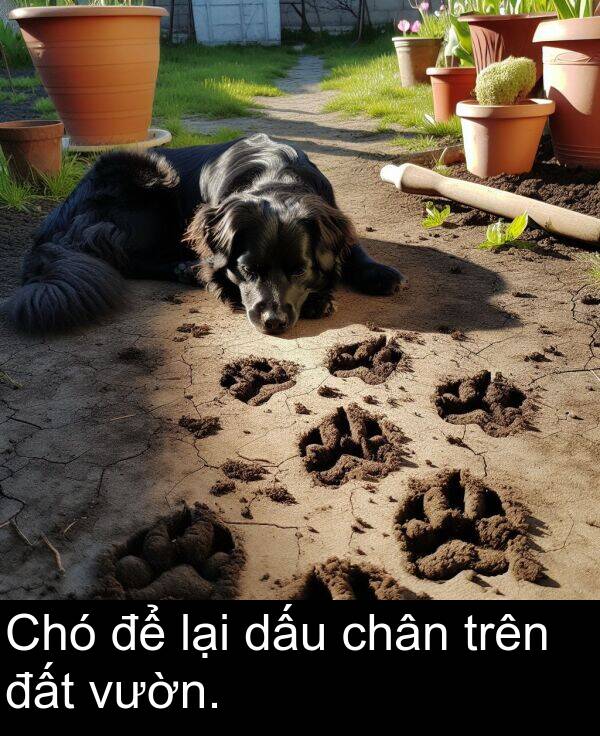 đất: Chó để lại dấu chân trên đất vườn.