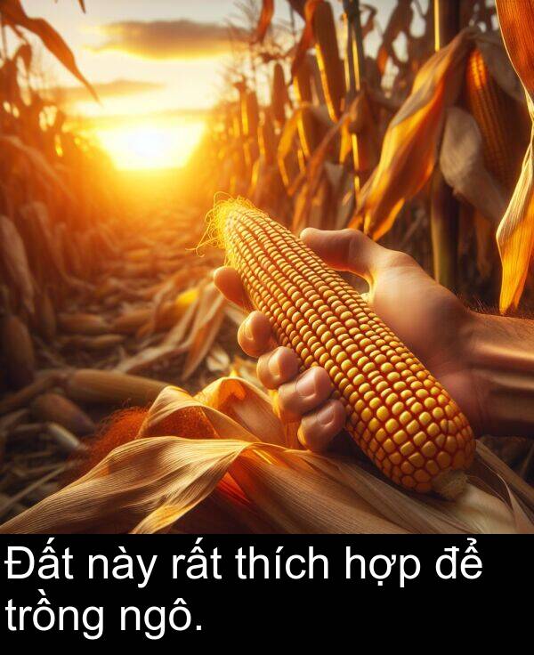rất: Đất này rất thích hợp để trồng ngô.
