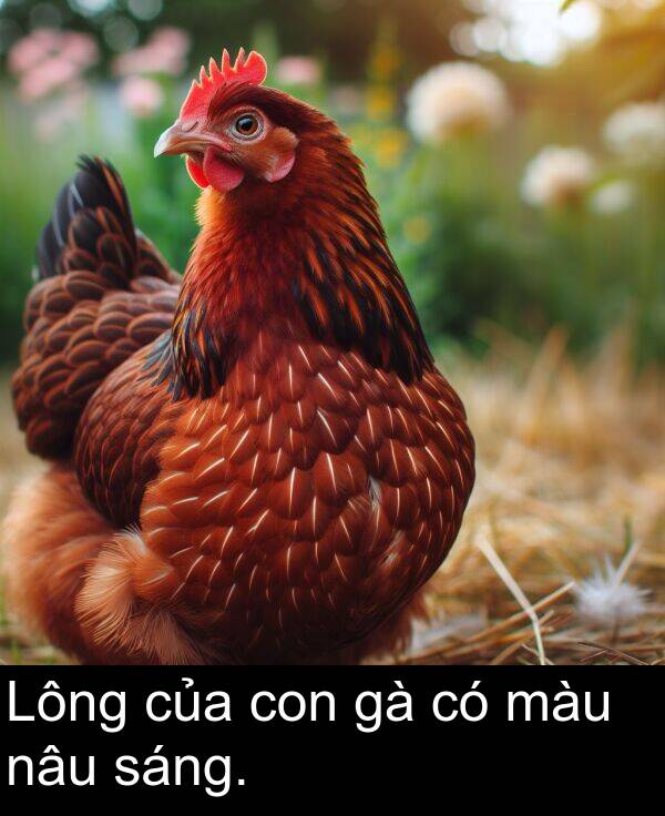 màu: Lông của con gà có màu nâu sáng.