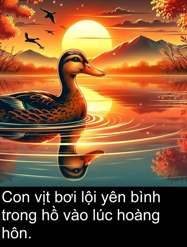 vịt: Con vịt bơi lội yên bình trong hồ vào lúc hoàng hôn.