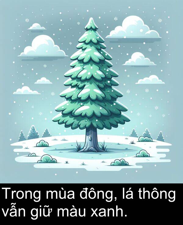 đông: Trong mùa đông, lá thông vẫn giữ màu xanh.