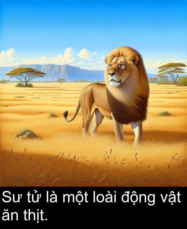 thịt: Sư tử là một loài động vật ăn thịt.