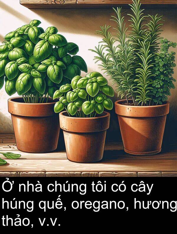 thảo: Ở nhà chúng tôi có cây húng quế, oregano, hương thảo, v.v.